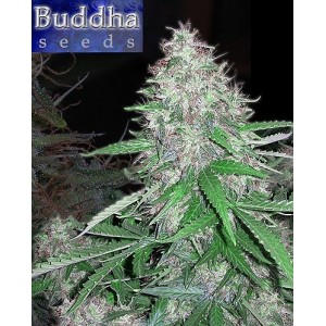 Buddha Seeds - Whited Dwarf...